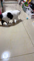 Smart Interactive Rolling Ball for Cats – Electronic Indoor Toy